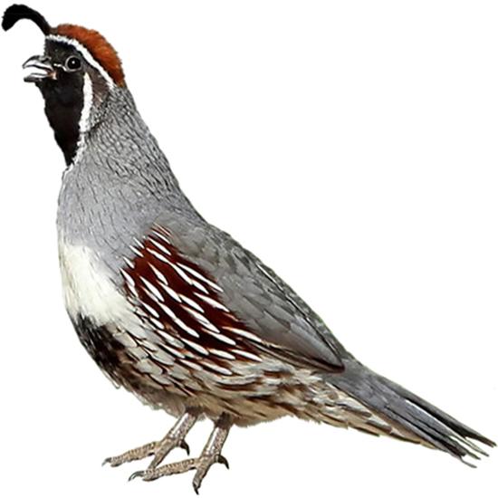  Crested Quail Breeds